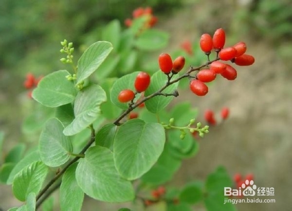 春日郊游注意事项