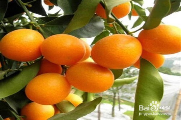 金桔盆栽培植方法步骤？