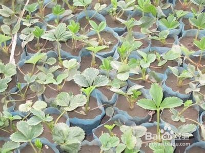 草莓育苗要注意什么？