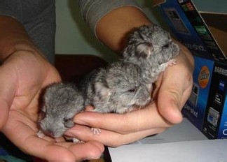 刚出生的龙猫宝宝要怎么饲养