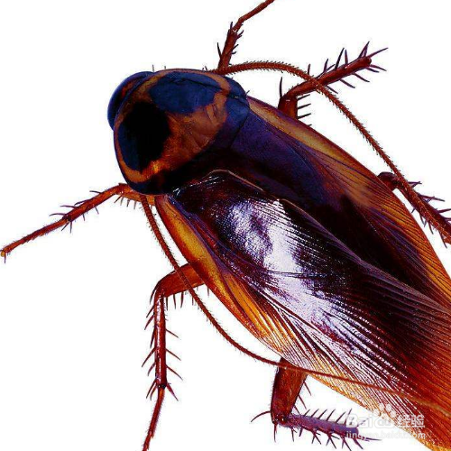 把蟑螂踩死在地上怎么处理