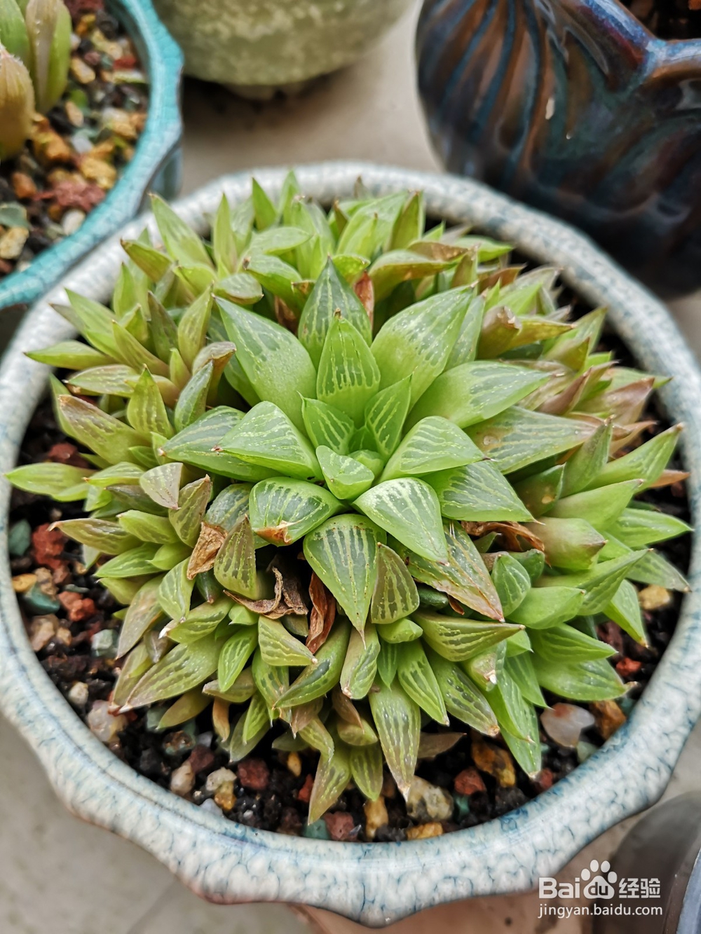 如何帮肉肉度夏？