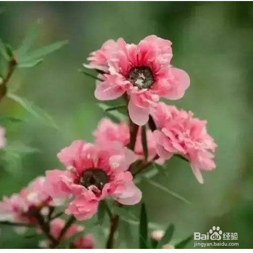 怎样解决松红梅开花分散的问题?