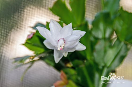 蟹爪兰的养殖方法和注意事项?