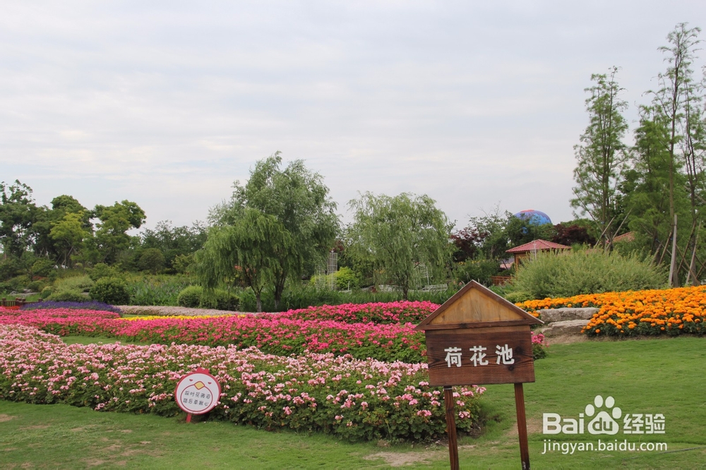 上海旅游攻略之周浦花海