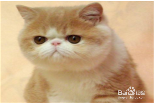 养加菲猫需要注意什么？