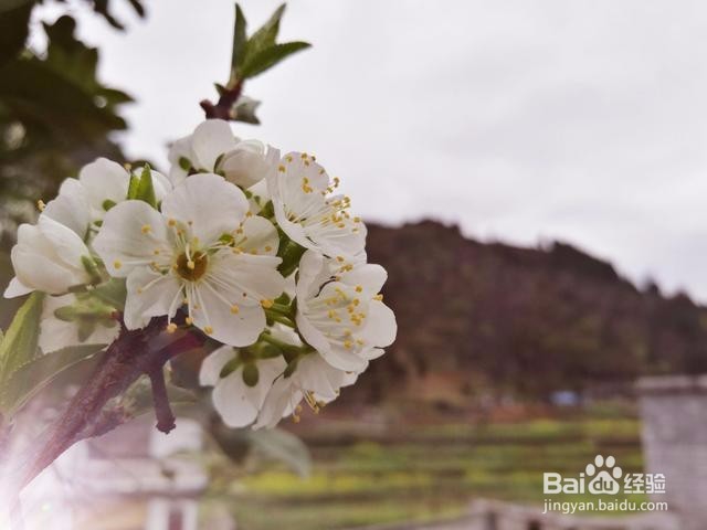 虚化与黑白，手机摄影技巧解读