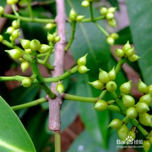 水翁果的培育方法和注意事项