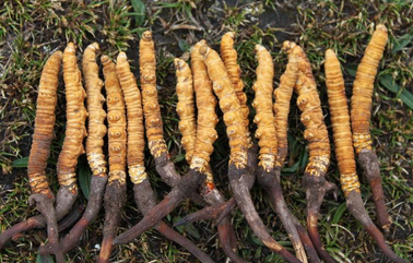 关于冬虫夏草服用的五个误区