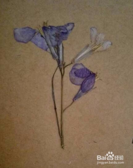如何DIY制作简单的植物标本书签