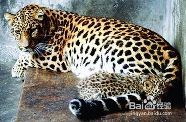 如何写好任务驱动型作文