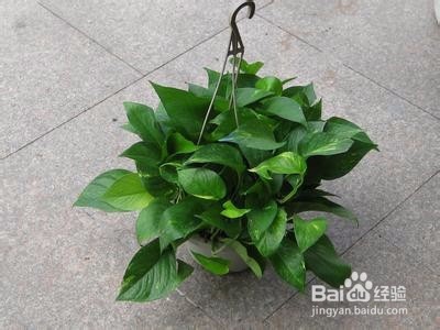 室内养花施肥技巧