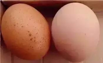 哪些食物吃了会中毒