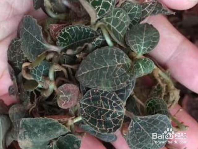 金线莲和银线莲有哪些区别？