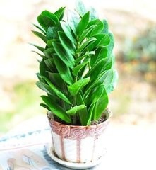 适合种植在室内的植物