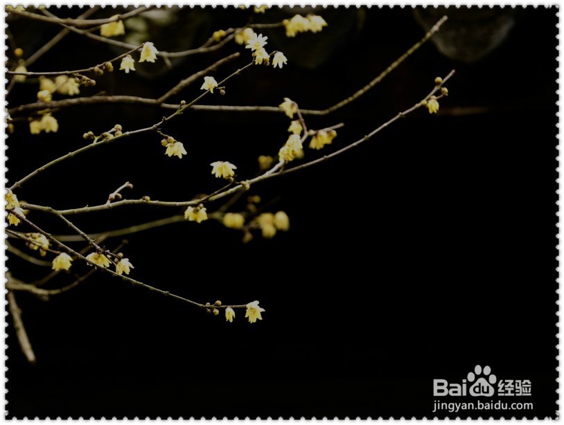 #过年#怎样欣赏拍摄腊梅？