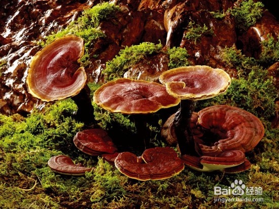 灵芝怎么吃?灵芝有哪些功效与作用?