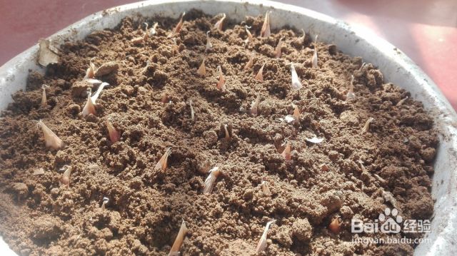 青翠蒜苗阳台种植-（青蒜苗栽培技术）[图]