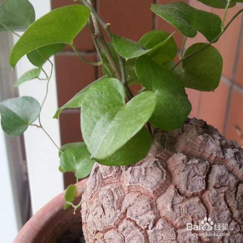 龟甲龙的养殖方法和注意事项