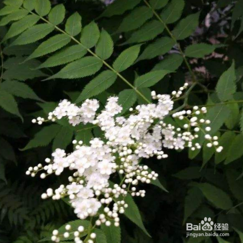 华北珍珠梅的培育方法和注意事项