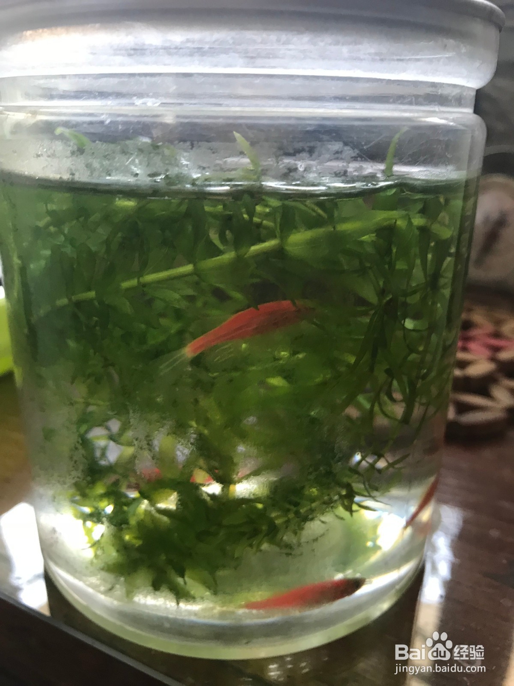 热带鱼红斑马如何饲养