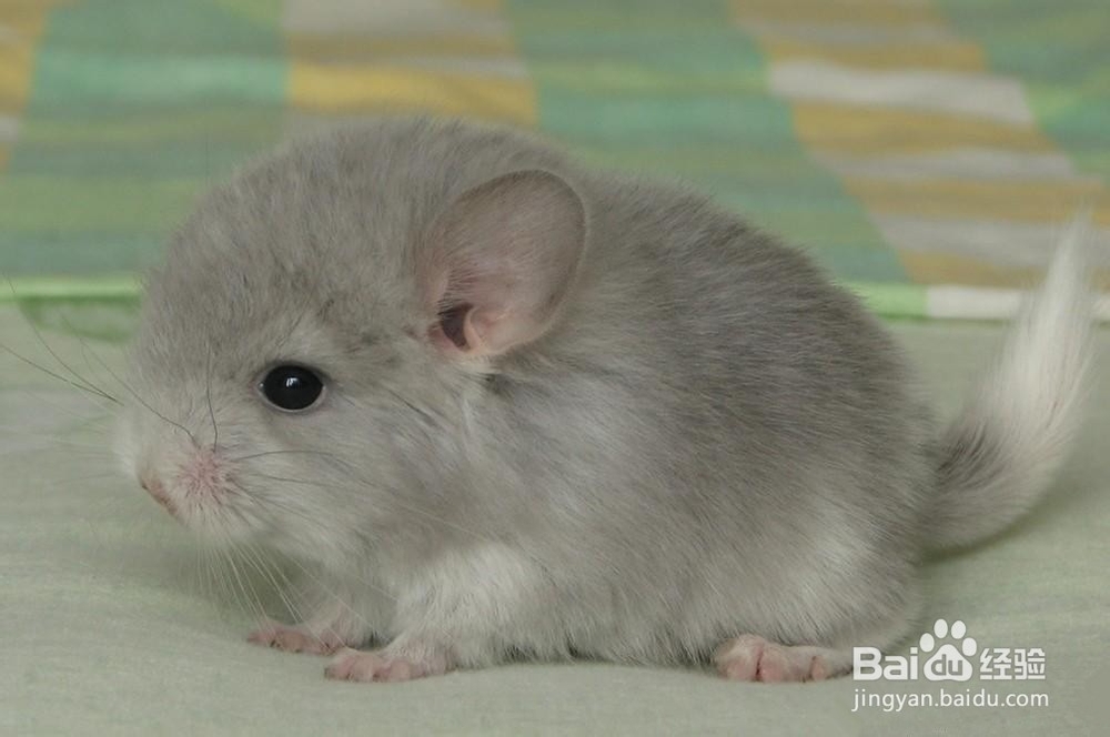 夏天龙猫需要温度多少？