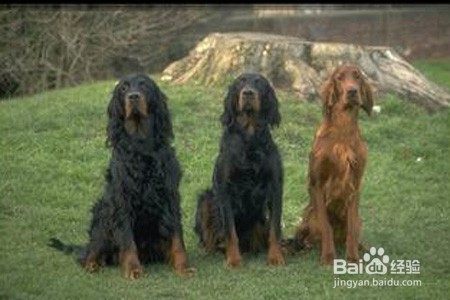 如何少花钱养宠物