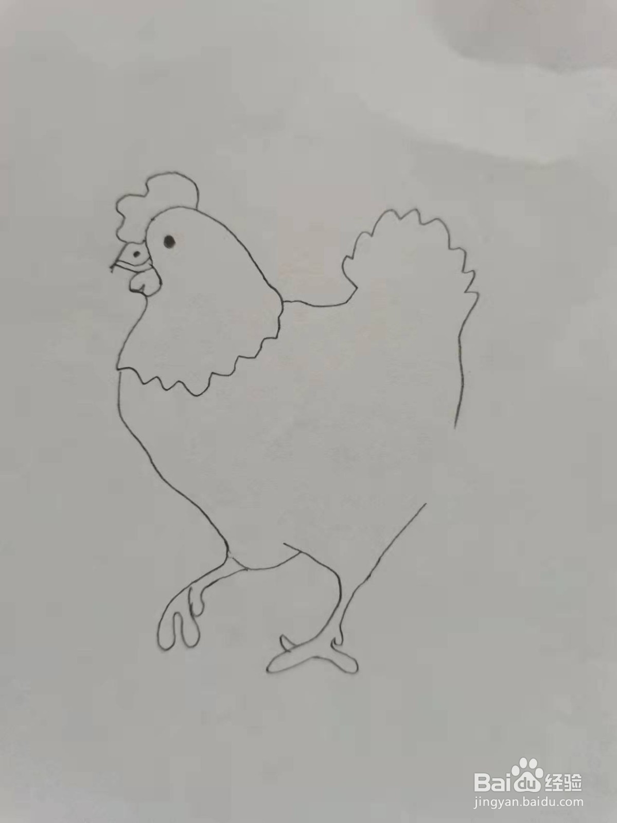 卡通大公鸡简笔画