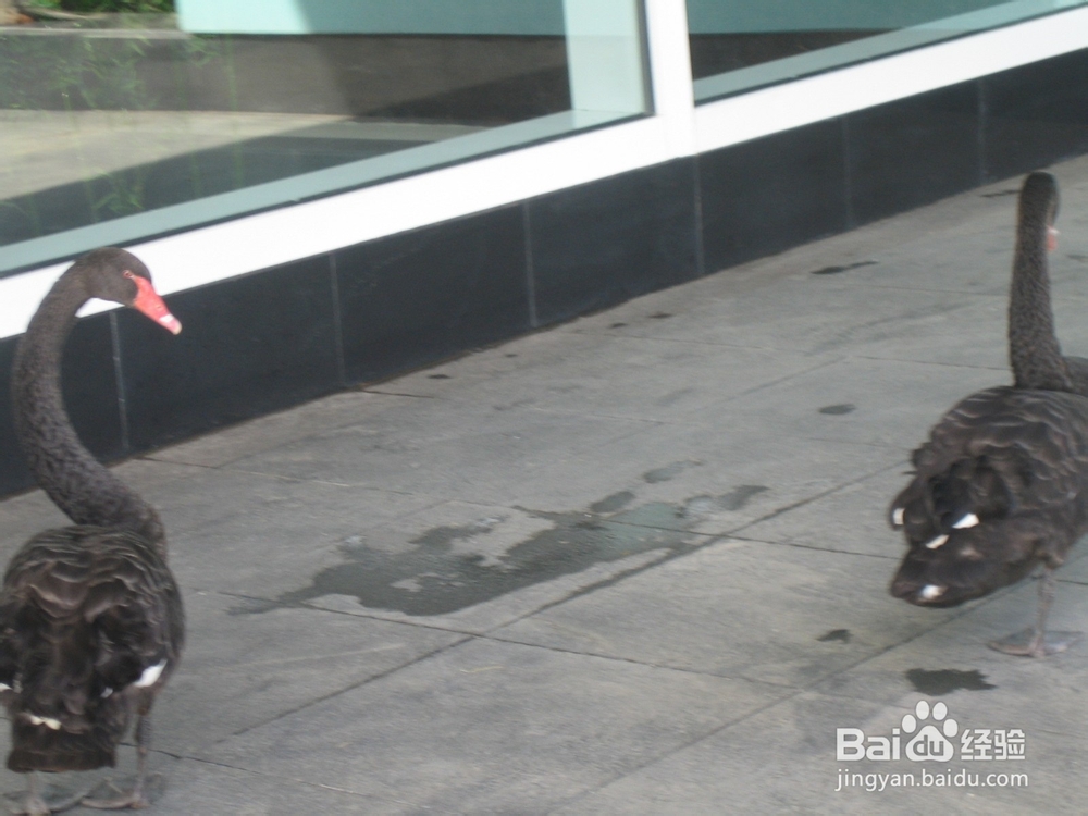 怎样告诉孩子什么是天然的氧吧--20