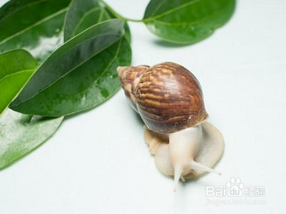 宠物蜗牛怎么饲养?
