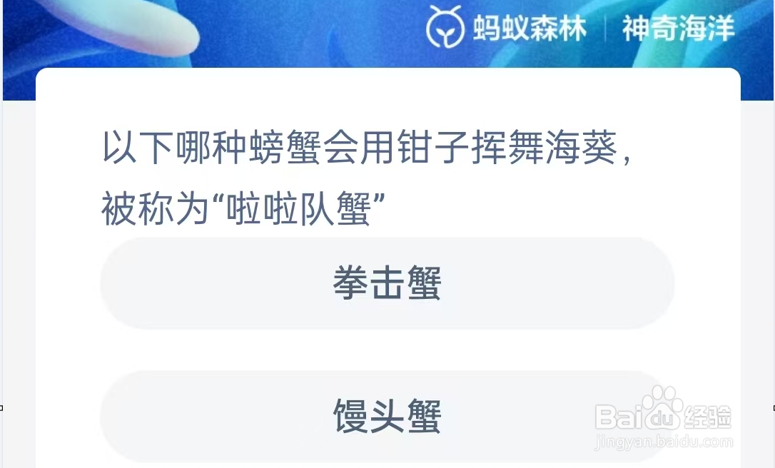 哪种螃蟹会用钳子挥舞海葵被称为“啦啦队蟹”？