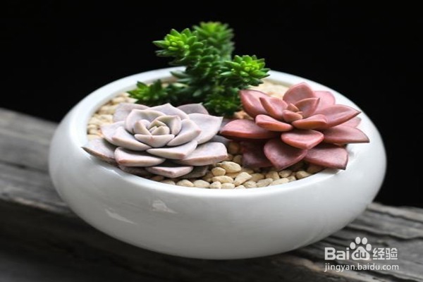 戒掉5个不良习惯,养花该如何规避风险?