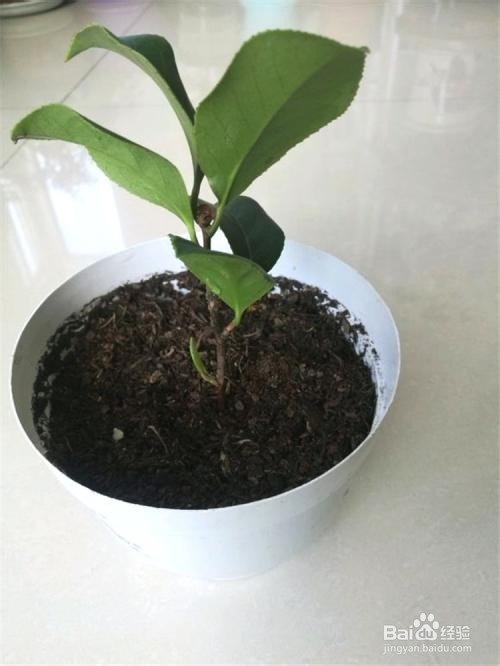 山茶花的扦插方法