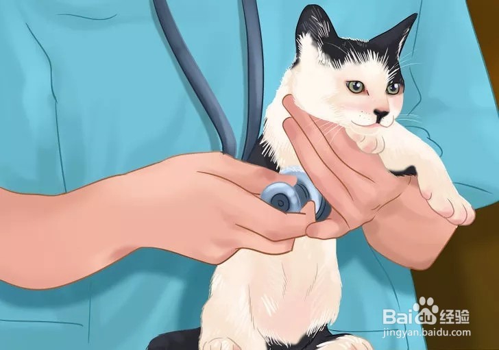 怎样照顾幼猫？