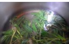 美味香椿拌豆腐的做法