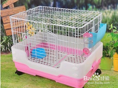 兔子怎么养才不会死掉