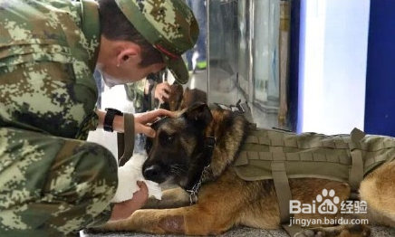 功勋犬“道海”如何搜山破案，厉害了Word的犬！