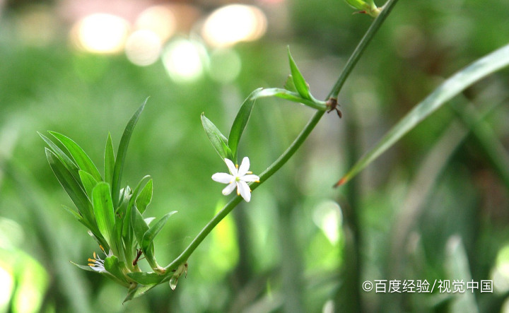 米兰叶子有锈斑怎么治