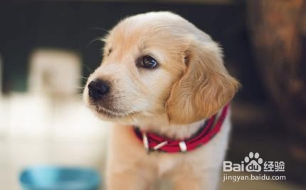 怎么推迟狗狗早上拉屎时间