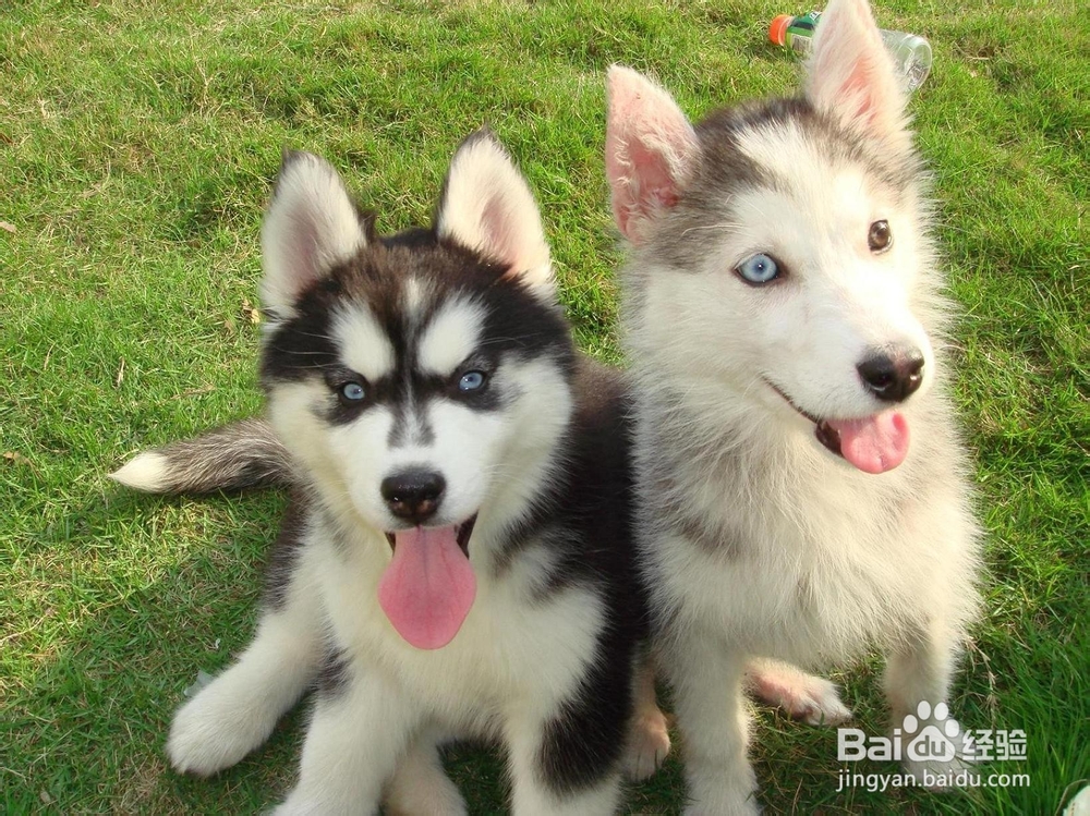 狗狗犬瘟有哪些症状