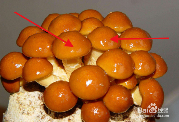 滑菇功效与作用及食用方法