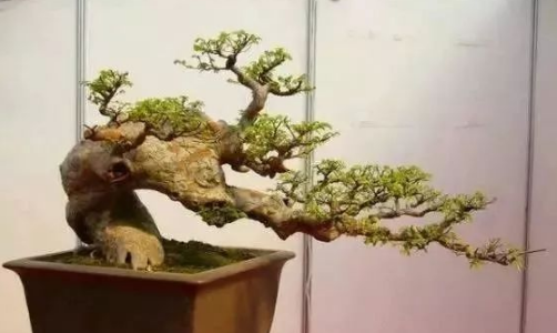 风景树应该怎么做造型