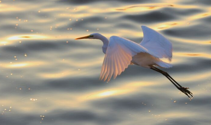 白鹭羽毛的特点?有什么特点