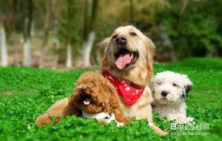 狗狗绦虫怎么彻底清除