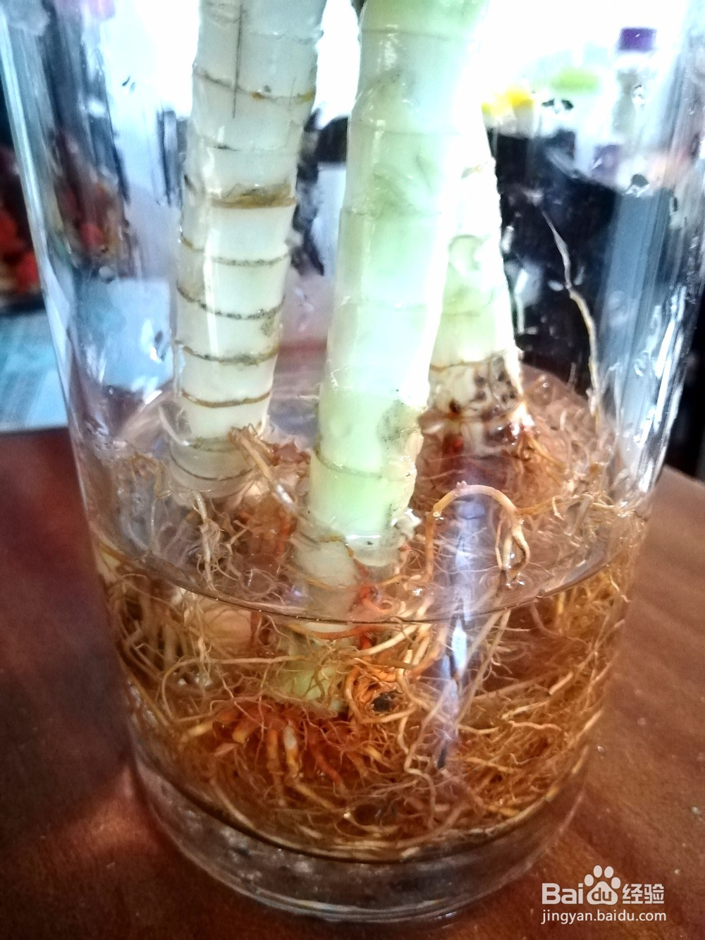 富贵竹的水养方法