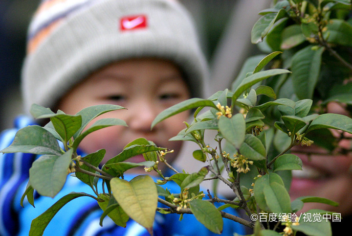 桂花泡水喝的好处