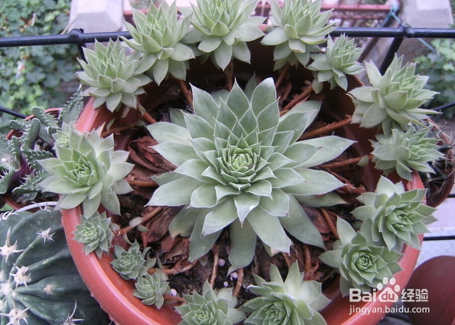 多肉植物叶片发软的原因