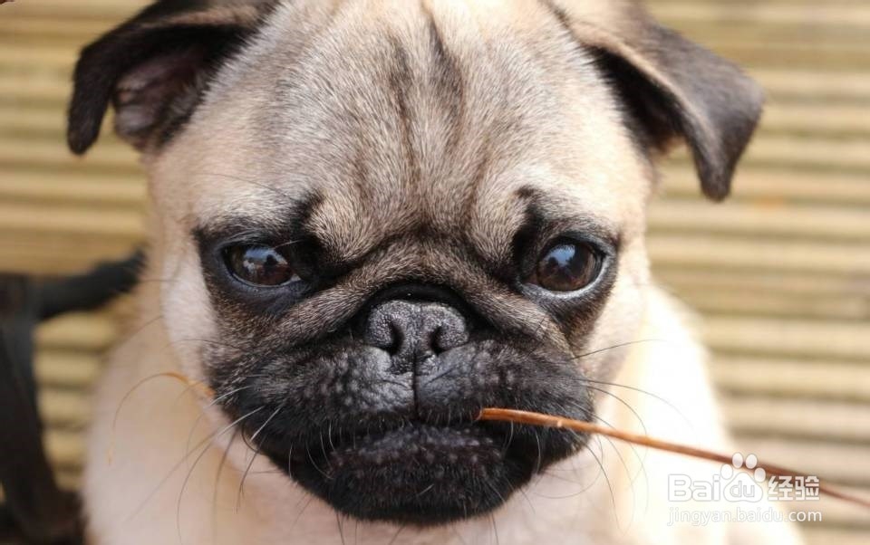 iphone11手机铃声怎么设置