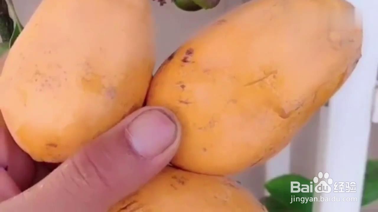 如何用芒果核种出盆栽？