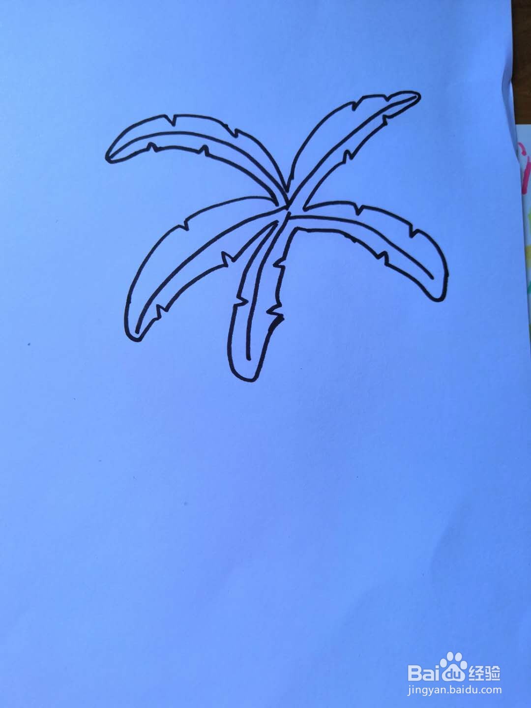 如何画椰子树简笔画